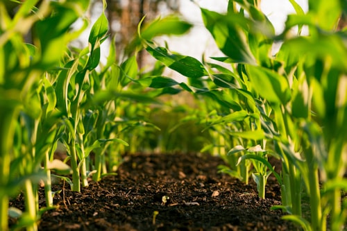 Urea